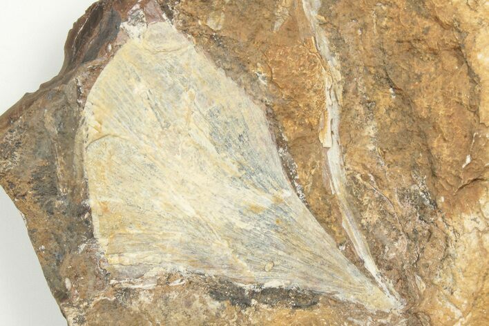 Fossil Ginkgo Leaf From North Dakota - Paleocene #198403